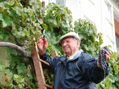 Mag. Tone Zafo&scaron;nik, mestni viničar, trgatev Stare trte 2010