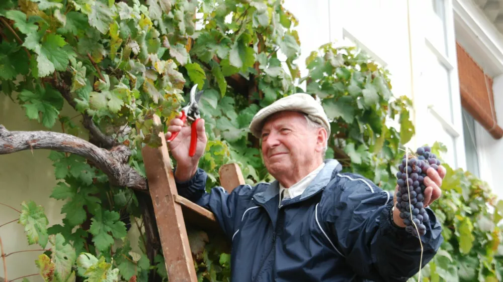 Mag. Tone Zafo&scaron;nik, mestni viničar, trgatev Stare trte 2010