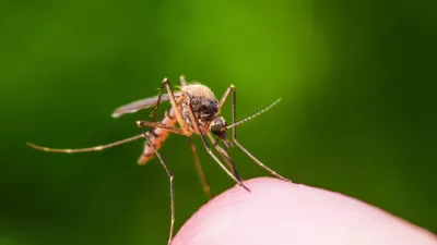 Macro Photo of Yellow Fever, Malaria or Zika Virus Infected Mosquito Insect Bite on Green Background