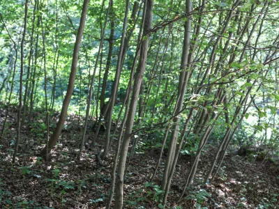  - Pomlajen gozd, - 13.08.2025. - Vodeni ogled območja poseka dreves na Rožniku s predstavniki Zavoda za gozdove in občine Ljubljana. //FOTO: Bojan Velikonja / Foto: Bojan Velikonja