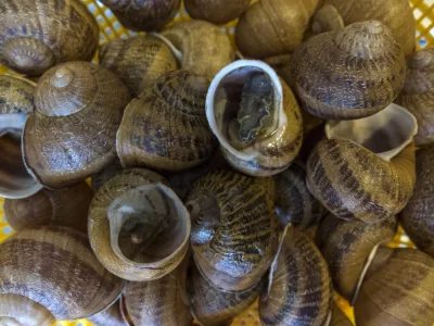 - 18.02.2015 - priprava jedi iz polžev - kulinarika - gastronomija - polži -   //FOTO: Jaka Gasar