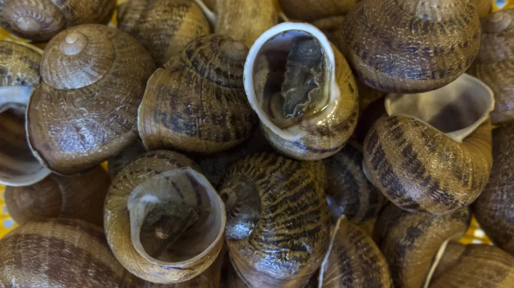 - 18.02.2015 - priprava jedi iz polžev - kulinarika - gastronomija - polži -   //FOTO: Jaka Gasar