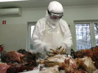 aviarna influenca (ptičja gripa), laboratorij