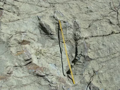 A 1.2-metre diameter footprint of a dinosaur found in Maragua Marka Quila Quila, 64 km northeast of Sucre, Bolivia, on August 8, 2016. According to palaeontologists, the footprint belongs to an abelisauroid theropod dinosaur that lived 80 million years ago.,Image: 296977053, License: Rights-managed, Restrictions:, Model Release: no