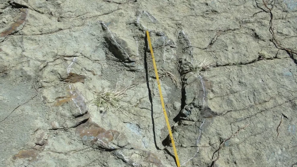 A 1.2-metre diameter footprint of a dinosaur found in Maragua Marka Quila Quila, 64 km northeast of Sucre, Bolivia, on August 8, 2016. According to palaeontologists, the footprint belongs to an abelisauroid theropod dinosaur that lived 80 million years ago.,Image: 296977053, License: Rights-managed, Restrictions:, Model Release: no
