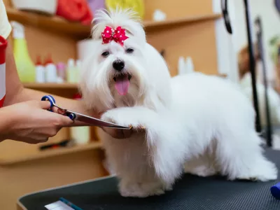 Dolga, mokra in sprijeta dlaka psa ne greje, ampak ga ohlaja in ga naredi dovzetnega za okužbe, opozarja priznana pasja frizerka. / Foto: Getty Images