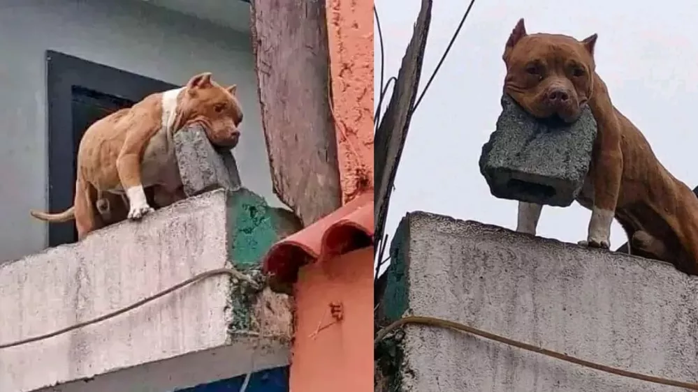 Aretirali so mo&scaron;kega, ki naj bi iz&scaron;olal psa, da na ljudi pred hi&scaron;o meče opeko. Foto: posnetek zaslona