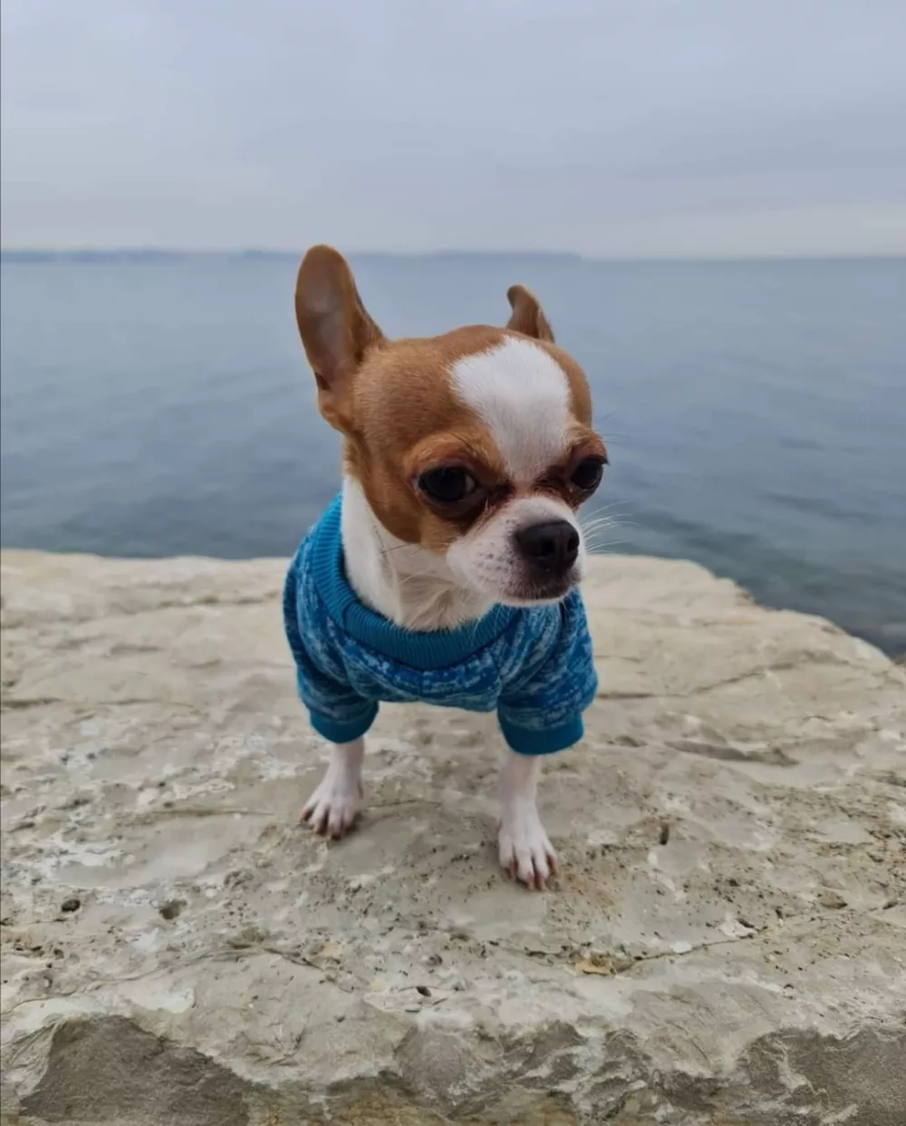 Mr Čoko, pes Čivava