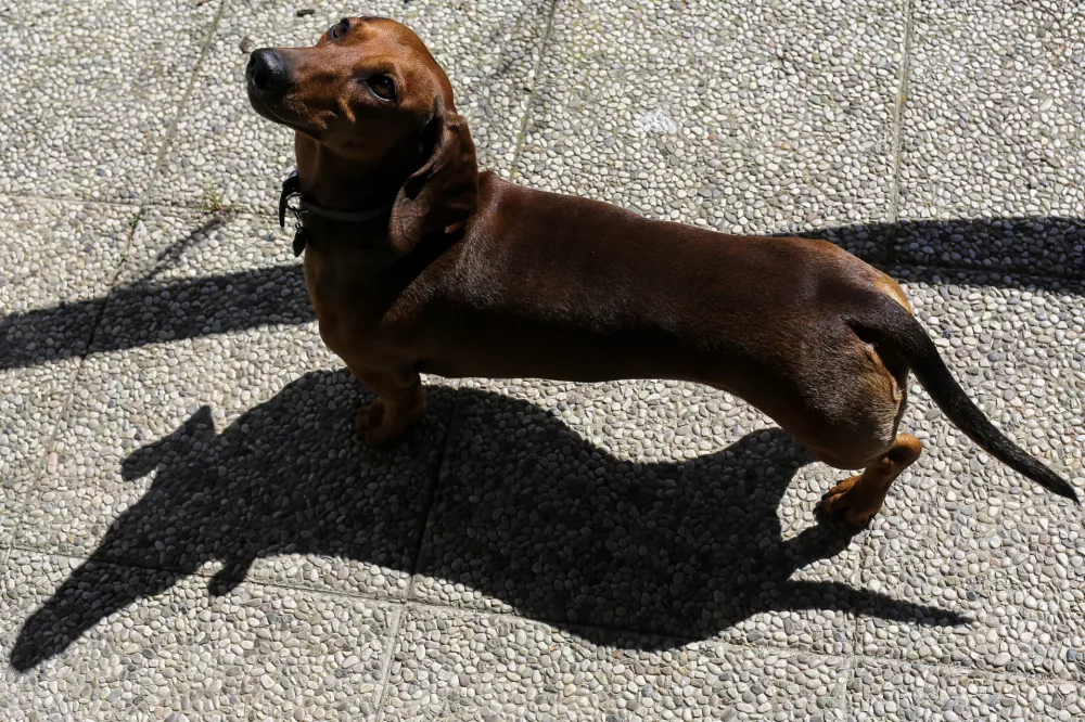 - 29.03.2017 - Pes, jazbečar   //FOTO: Jaka Gasar