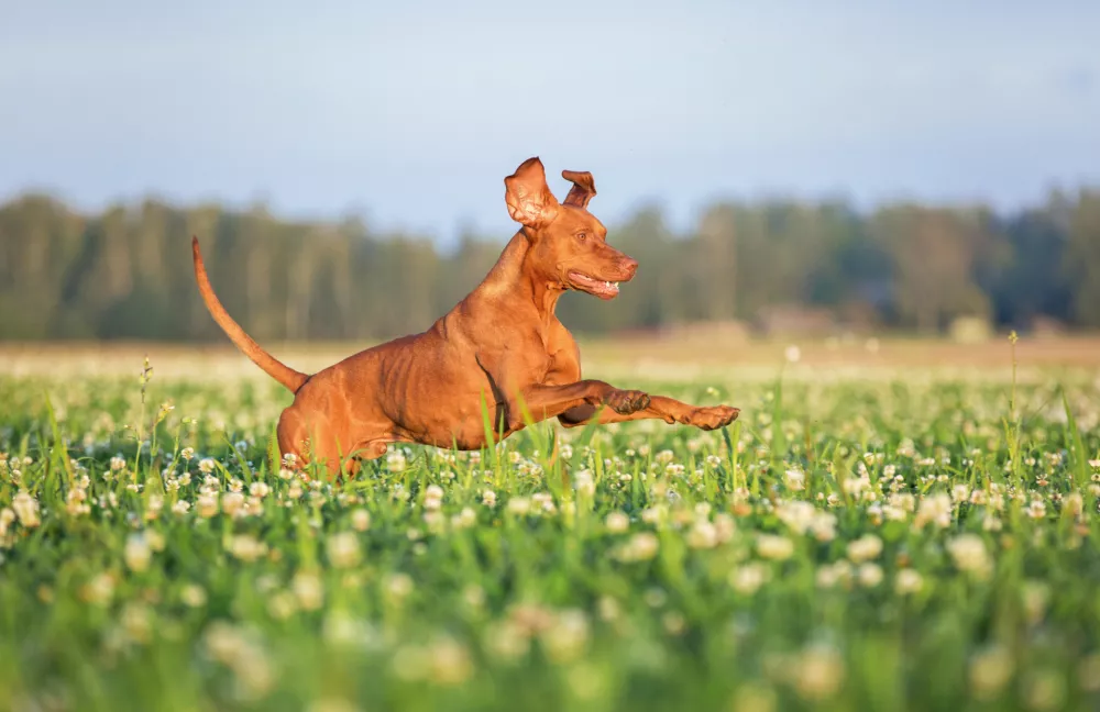 Hungarian viszla running on the green grass meadow.