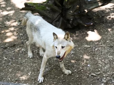 volkovi11.07.2024 - ZOO Živalski vrt LjubljanaFOTO: Nik Erik Neubauer