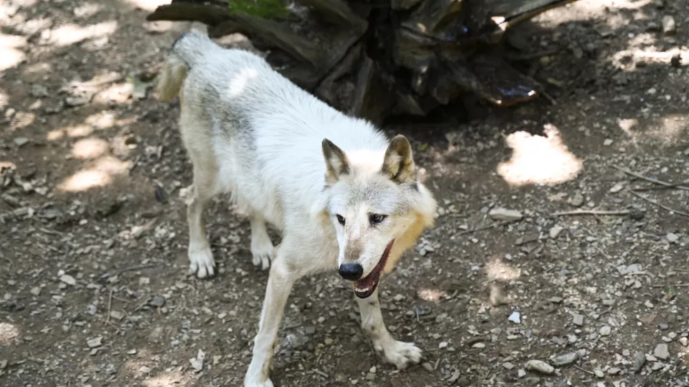volkovi11.07.2024 - ZOO Živalski vrt LjubljanaFOTO: Nik Erik Neubauer