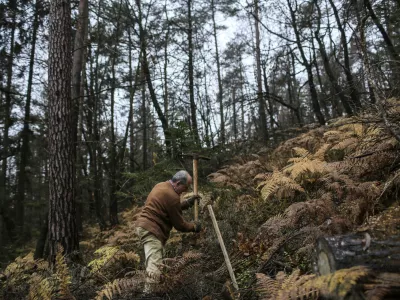 - 15.11.2014 Rekreativni park Mostec v Ljubljani - Vseslovenska jesenska akcija Obnovimo slovenske gozdove - pogozdovanje ljubljanskih gozdov - obnova v žledolomu po&scaron;kodovanih gozdov - sadnja sadik gozdnega drevja - obnova gozdov - gozdarstvo - gozdovi - gozd - drevesa - sanacija -  //FOTO: Jaka Gasar / Foto: Jaka Gasar