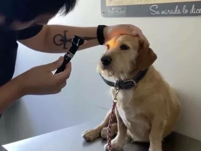 Kužek ni bil slep, le ljudje ga niso zanimali. Foto: re&scaron;evalna ekipa za živali