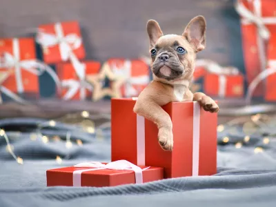 Cute French Bulldog dog puppy peeking out of red Christmas gift box with ribbon surrounded by seasonal decoration