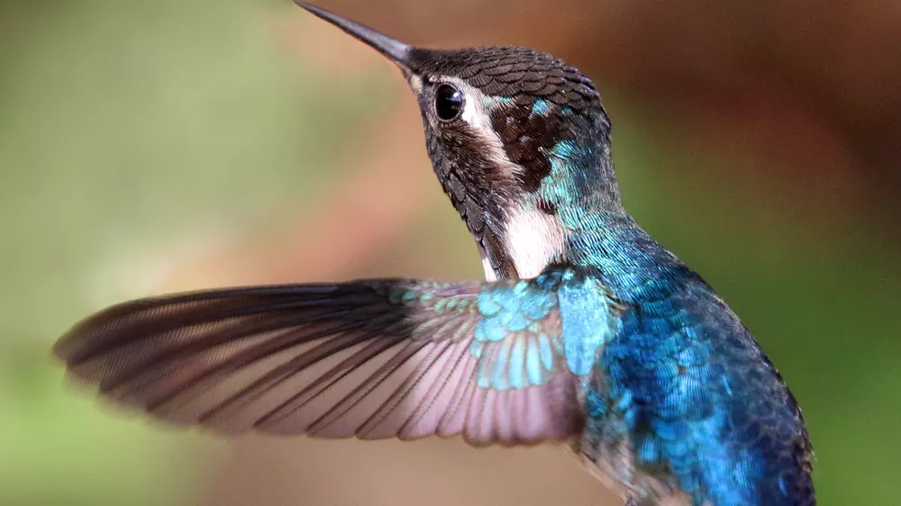 Čmrlji kolibri, samček, na sliki, je težak manj kot 2 grama.  / Foto: Wikipedia