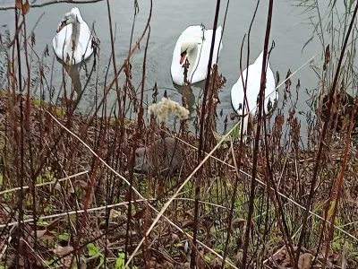 Bitka nutrije in labodov na Kose&scaron;kem bajerju