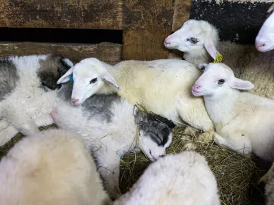 - drobnica - ovce- prvo leglo projektnih pastirskih psov pasme tornjak - mladiči iz delovne linije rodovni&scaron;kih pastirskih psov, ki so jo vzpostavili v okviru mednarodnega projekta Life DinAlp Bear- 28.02.2017 - Jur&scaron;če v Občini Pivka - Ekolo&scaron;ka kmetija Sedmak - reja drobnice na prostem - primer dobre prakse uporabe pastirskih psov za varovanje drobnice pred velikimi zvermi -//FOTO: Matjaž Ru&scaron;t