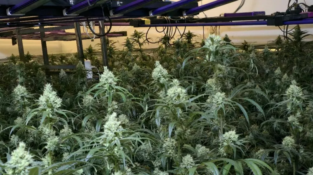 Ljubljanski kriminalisti so v hi&scaron;ni preiskavi zasegli 400 sadik konoplje. 