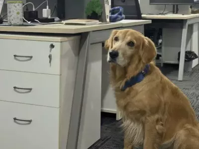 Psiček Denver je svojo službo vzel zelo resno. Foto: zajem zaslona