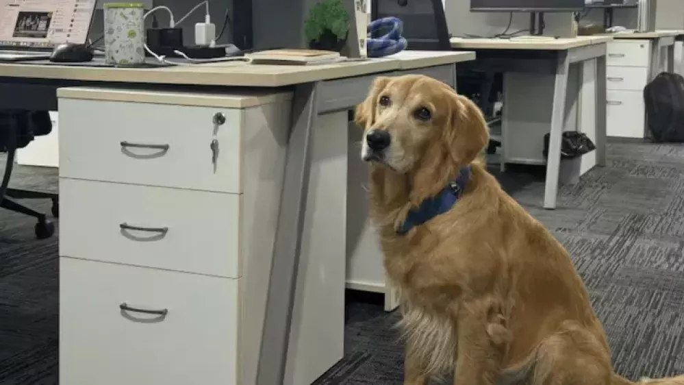 Psiček Denver je svojo službo vzel zelo resno. Foto: zajem zaslona