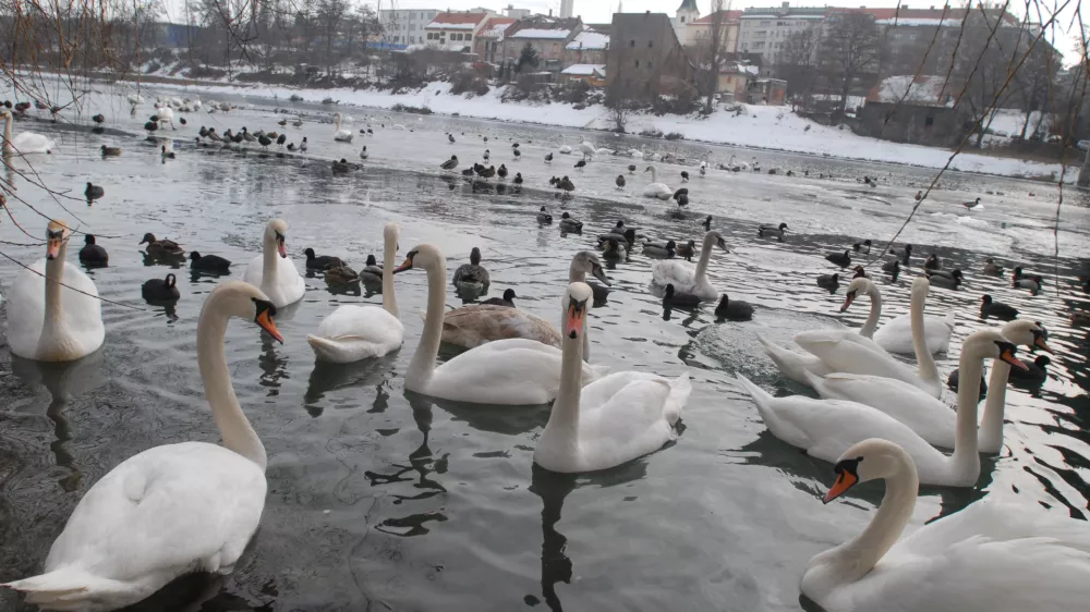 - ilustrativna fotografija - - labod - - odkritje virusa - ptičja gripa tipa H5 pri labodih v Sloveniji, virus ptičje gripe - Maribor- Koblerjev zaliv - Drava, labod, , // FOTO: Luka CjuhaOPOMBA: ZA OBJAVO V ČASOPISU DNEVNIK