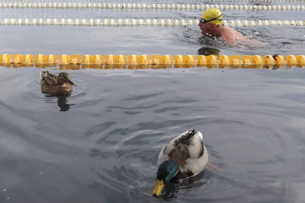 - simbolična fotografija - bazen v Mali Zaki - zimski plavalec - raca - zima - - 26.01.2023 &ndash; BLED &ndash; Blejsko jezero - 13. Svetovno prvenstvo v zimskem plavanju 2023 - tekmovanja se je udeležilo okoli 1000 udeležencev iz 31 držav. //FOTO: Jaka Gasar / Foto: Jaka Gasar