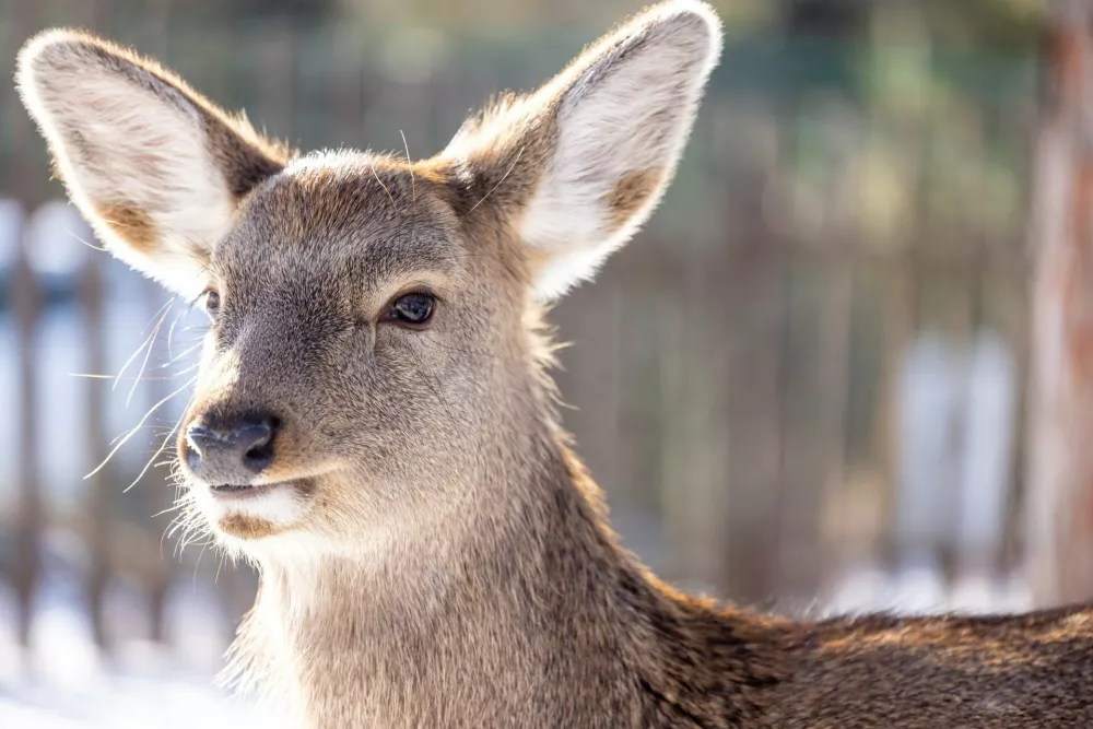 IMAGE DISTRIBUTED FOR JILIN TOURISM - Reindeer Park at the Changbai Mountain Sceneic Tourist Town in Jilin, China on Sunday, Dec. 21, 2025. (Dan Sandoval/AP Content Services for Jilin Tourism)