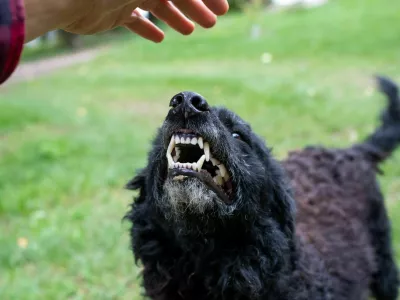 Nevaren pes kaže zobe