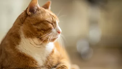 Mačka med počivanjem / Foto: Istock