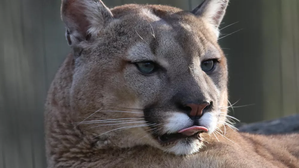 Puma. Simbolična fotografija.