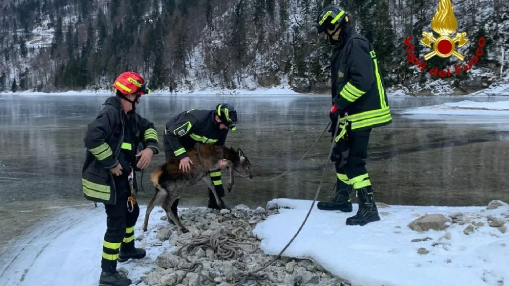 Jelen, ki so ga re&scaron;ili iz zaledenelega jezera, ni bil po&scaron;kodovan. 