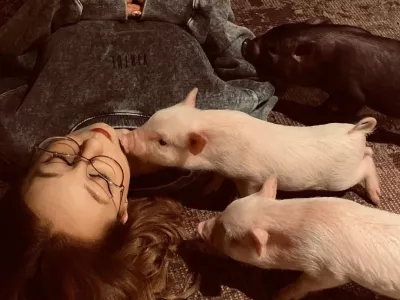 Obiskovalci pogosto opisujejo izku&scaron;njo kot izjemno pomirjujočo. F MiniPig Cafe