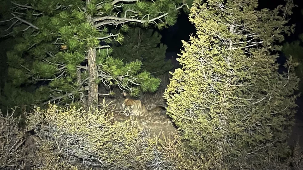 This photo provided by Gary Messina shows a mountain lion in the brush between two trees along the Crosier Mountain trail in the Arapaho and Roosevelt National Forests near Glen Haven, Colo., on Nov 11, 2025. (Gary Messina via AP)
