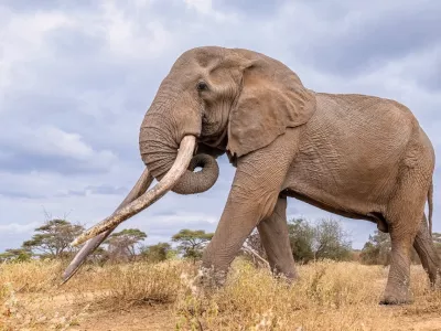 This undated photo shows Craig, the iconic elephant with super tusks, died from natural causes on Saturday, Jan. 3, 2026 in Amboseli National Park, Kenya. (Kenya Wildlife Service via AP)