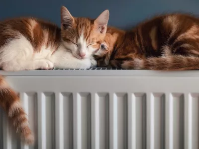 Mačke si rade poi&scaron;čejo topel kotiček za uživanje. / Foto: Istock