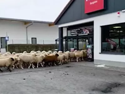 Ovce so drvele skozi vrata. / Foto: Youtube/zajem Zaslona