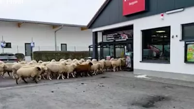 Ovce so drvele skozi vrata. / Foto: Youtube/zajem Zaslona