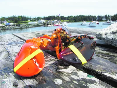 REFILE - CORRECTING BYLINE An extremely rare, two-toned, half-orange, half-brown lobster caught off the coast of Maine is pictured in this undated handout photo. The lobster was caught by Jeff Edwards, a lobsterman from Owl's Head, Maine. Scientists say the chances of such a mutation occurring are approximately 1-in-50 million. REUTERS/Elsie Mason/Ship to Shore Lobster Co./Handout (UNITED STATES - Tags: SOCIETY ANIMALS TPX IMAGES OF THE DAY) ATTENTION EDITORS - THIS IMAGE HAS BEEN SUPPLIED BY A THIRD PARTY. IT IS DISTRIBUTED, EXACTLY AS RECEIVED BY REUTERS, AS A SERVICE TO CLIENTS. NO SALES. NO ARCHIVES. FOR EDITORIAL USE ONLY. NOT FOR SALE FOR MARKETING OR ADVERTISING CAMPAIGNS