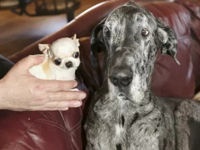 Srečanje največjega in najmanj&scaron;ega psa. / Foto: Profimedia