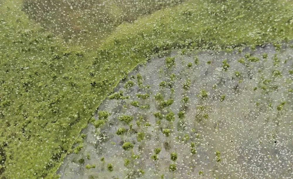 Zeleni led Lipno nad Vltavo
