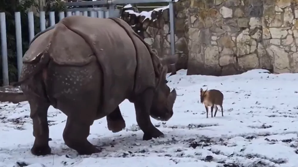 Zabaven prizor iz živalskega vrta v Vroclovu.