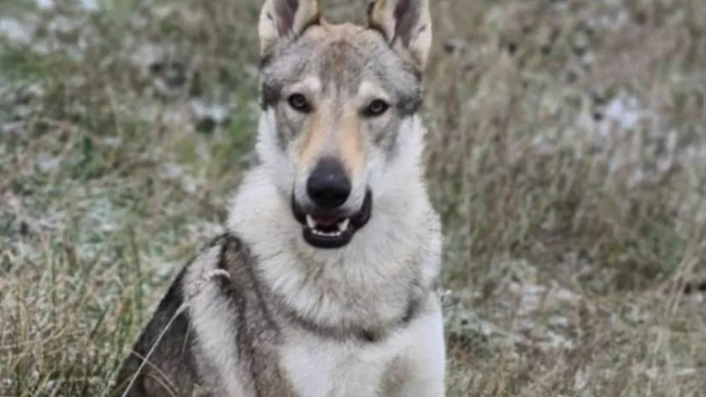 Kužka Akija i&scaron;čejo že nekaj tednov. 