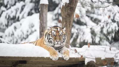 tiger09.01.2026 ZOO Živalski vrt Ljubljana - živali pozimiFOTO: Nik Erik Neubauer