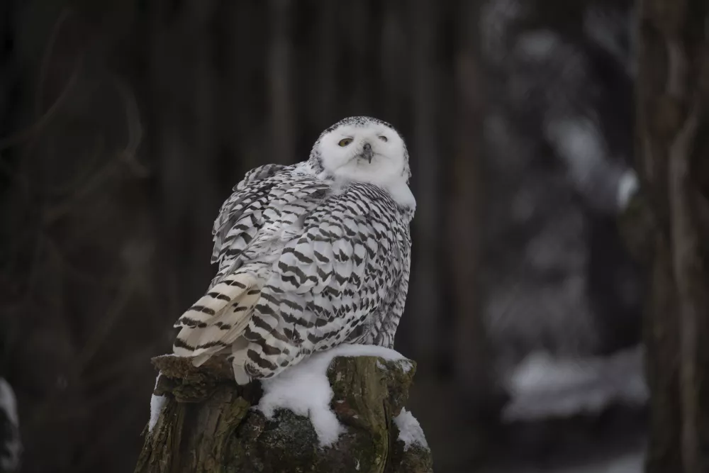 09.01.2026 ZOO Živalski vrt Ljubljana - živali pozimiFOTO: Nik Erik Neubauer