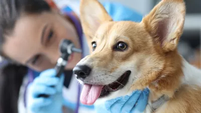 Sli&scaron;ijo vse, marsikaj pa tudi razumejo. / Foto: Istock
