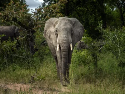 FILE- A Savanna elephant is photographed in Kruger National Park, South Africa, in this March 4, 2020 file photo. Increasing threats of poaching and loss of habitat have made Africa's elephant populations more endangered, according to a report released Thursday March 25, 2021, by the International Union for Conservation of Nature. (AP Photo/Jerome Delay, File)