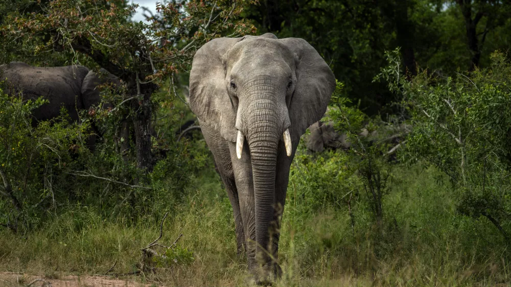 FILE- A Savanna elephant is photographed in Kruger National Park, South Africa, in this March 4, 2020 file photo. Increasing threats of poaching and loss of habitat have made Africa's elephant populations more endangered, according to a report released Thursday March 25, 2021, by the International Union for Conservation of Nature. (AP Photo/Jerome Delay, File)