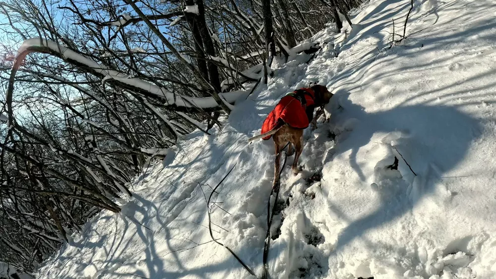 Eli je na &scaron;marnogorskem hribu iskala tudi psička Yotta, članica ekipa K9 - Iskanje pogre&scaron;anih. Foto: FB/K9 