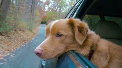 Menda že snujejo nadaljevanje filma, tako da se mu obeta &scaron;e več pribolj&scaron;kov pred kamerami. / Foto: Profimedia